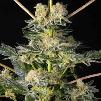 Semeno Philosopher Seeds - Key Lime Pie x Do-Si-Dos 3 ks