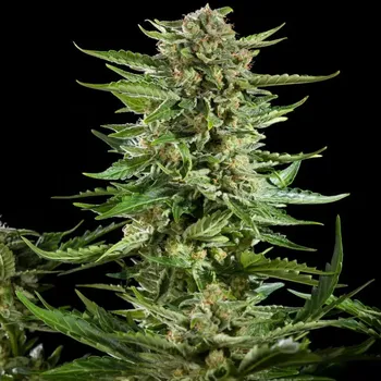 Semeno Philosopher Seeds - Cheesy Auto 3 ks