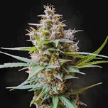 Paradise Seeds - Auto Acid 50 ks