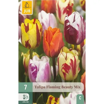 Semeno Tulipán Flaming Beauty Mix (směs) 7 cibulí