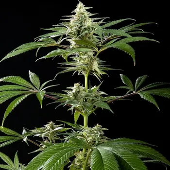 Semeno Philosopher Seeds - CBD Rich Candy 3 ks