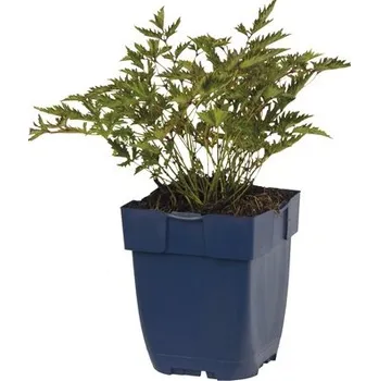Květináč Čechrava japonská FloraSelf Astilbe arendsii Gem 20-50 cm květináč 3 l