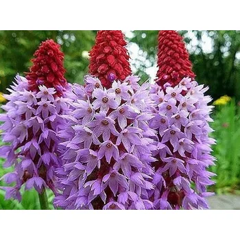 Sazenice Prvosenka orchideokvětá kontejner p12