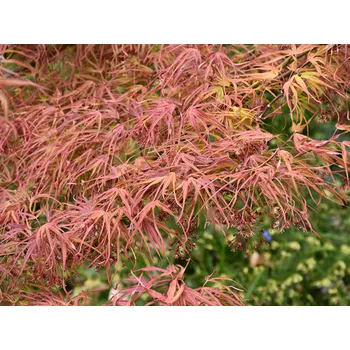 Sazenice Javor dlanitolistý 'Villa Taranto' Balení: kontejner C3