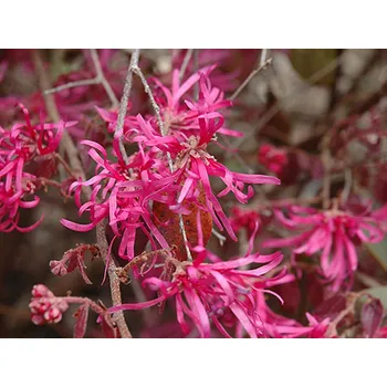 Sazenice Loropetalum čínské 'Pipa's Red' Balení: kontejner C2,5