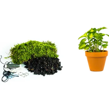 Gardners Kokedama "Vyrob si sám" Syngonium Pixie (S) Syngonium, Syngónium