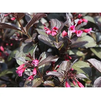 Sazenice Vajgélie 'Naomi Campbell' kontejner C3