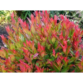 Sazenice Leucotoe 'Little Flames' Balení: kontejner p23