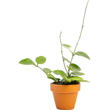 Gardners Hoya Chouke, průměr 6 cm Hoja, Voskovka