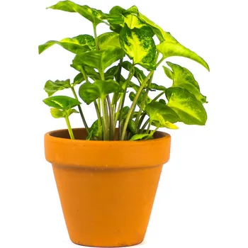 Gardners Syngonium podophyllum pixie, průměr 6-7 cm Syngonium, Syngónium