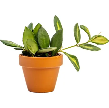 Gardners Hoya Burtoniae variegata, průměr 6 cm Hoja, Voskovka