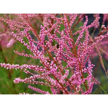 Sazenice Tamaryšek kaspický 'Rubra' Balení: kontejner C3