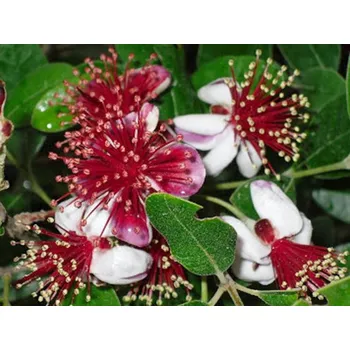 Sazenice Fejchoa Balení: kontejner p18