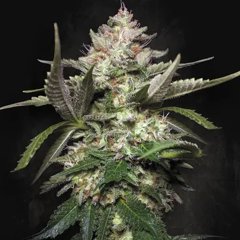 Semeno Paradise Seeds - Auto Kong 4 50 ks