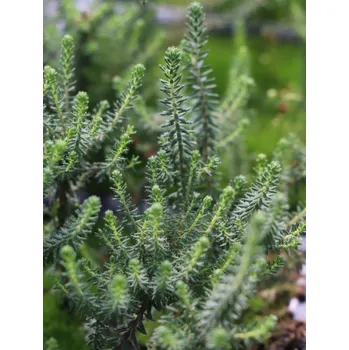 Semeno Vřesovec čtyřřadý 'Alba Mollis'