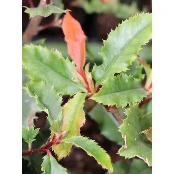 Sazenice Blýskavka čínská 'Crunchy'- bal. 6ks 10-30 cm H9