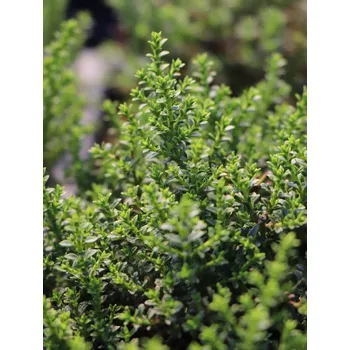 Sazenice Hebe 'Golden Nugget'