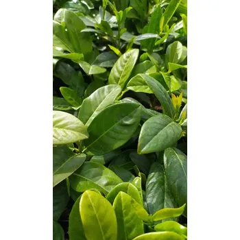 Sazenice Bobkovišeň lékařská malá (Prunus laurocerasus)