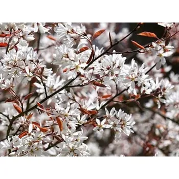 Sazenice Muchovník 'La Paloma' Balení: kontejner C2