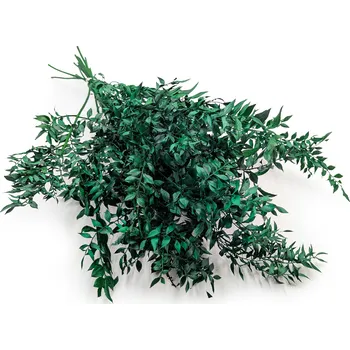 mech-mech.cz Sušený Ruskus - (Ruscus) - Zelený