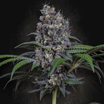 Semeno Paradise Seeds - Sweetopia 5 ks