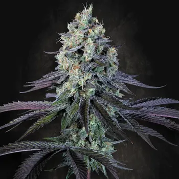 Semeno Paradise Seeds - Purple Mints 5 ks