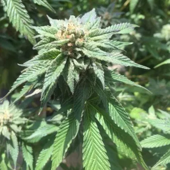 Semeno Pheno Finder Seeds - Sour Walker 5 ks