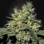 Paradise Seeds - Dutch Dragon 50 ks