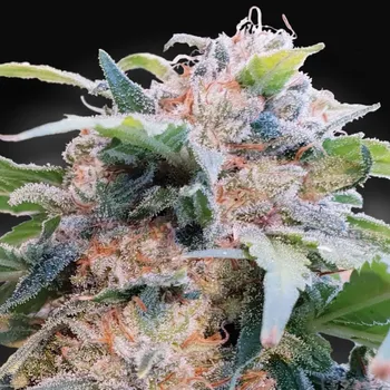 Semeno Paradise Seeds - CBDream 5 ks