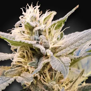 Semeno Paradise Seeds - CBDelight 3 ks