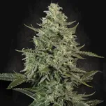 Paradise Seeds - Mendo Crème 5 ks