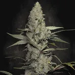 Paradise Seeds - Wappa 50 ks