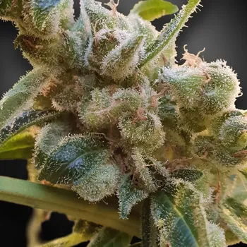 Semeno Paradise Seeds - CBDrelax 3 ks