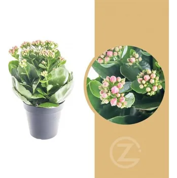 Sazenice Kolopejka vděčná, Kalanchoe blossfeldiana, růžová