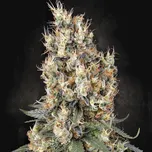 Paradise Seeds - Mendocino Skunk 50 ks