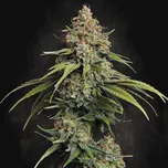Paradise Seeds - L.A. Amnesia 50 ks