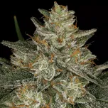 Paradise Seeds - Dutch Kush 50 ks