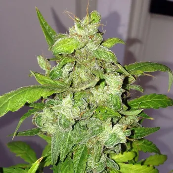 Semeno Pheno Finder Seeds - Lemon Bubble Auto 5 ks