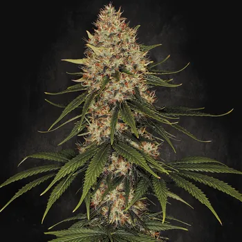 Semeno Paradise Seeds - Space Cookies 5 ks