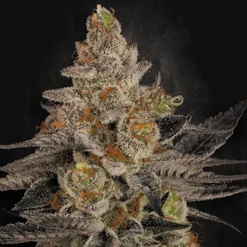 Semeno Paradise Seeds - Chocolate Wafflez 5 ks