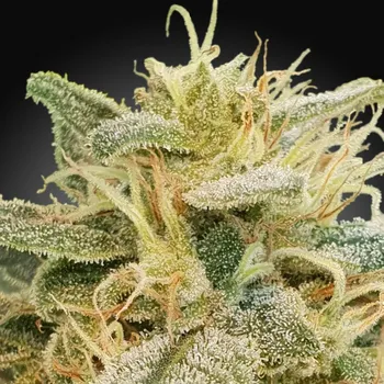 Semeno Paradise Seeds - CBDrelief 5 ks