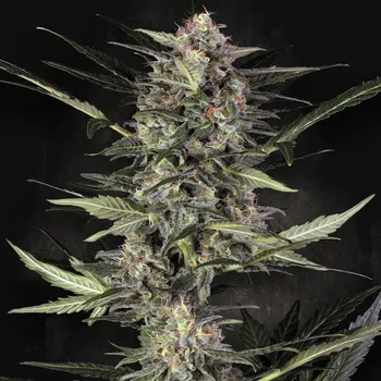 Semeno Paradise Seeds - Auto Wappa 5 ks