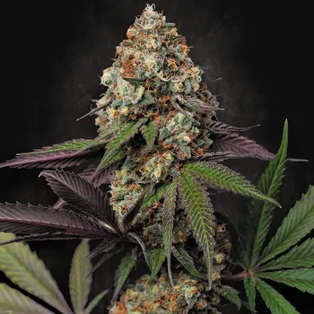Semeno Paradise Seeds - Caramba 3 ks