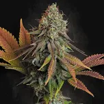 Paradise Seeds - Californian Gold 50 ks