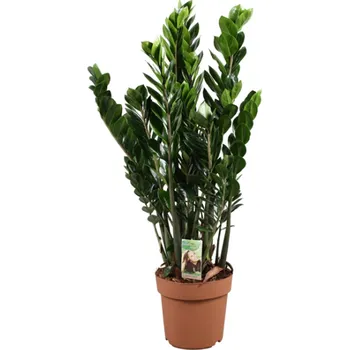 Sazenice Kulkas zamiolistý, Zamioculcas zamiifolia, průměr květináče 21 cm