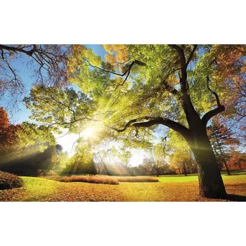 Obraz Obraz CAGI Strom 80x116 cm