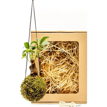 Bytová dekorace Gardners Kokedama Ficus microcarpa ginseng (S) v dárkovém balení Fíkovník drobnoplodý