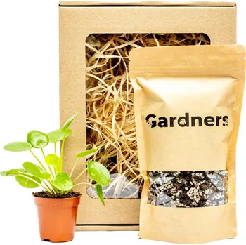 Gardners Set Pilea peperomioides a substrát v dárkovém balení Chinese money plant, palačinková kytka