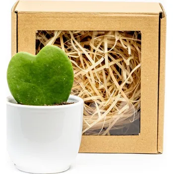 Bytová dekorace Gardners Set Hoya kerrii a květináč v dárkovém balení Hoja, Voskovka