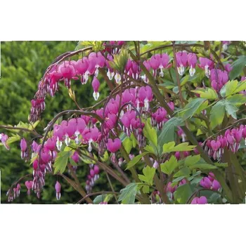 Květináč Srdcovka nádherná FloraSelf Dicentra spectabilis 10-40 cm květináč 3 l